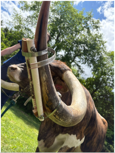 texas longhorn